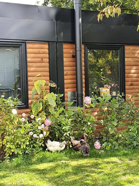 Houten Huisje Tussen Paarden Nieuwerkerken Luaran gambar