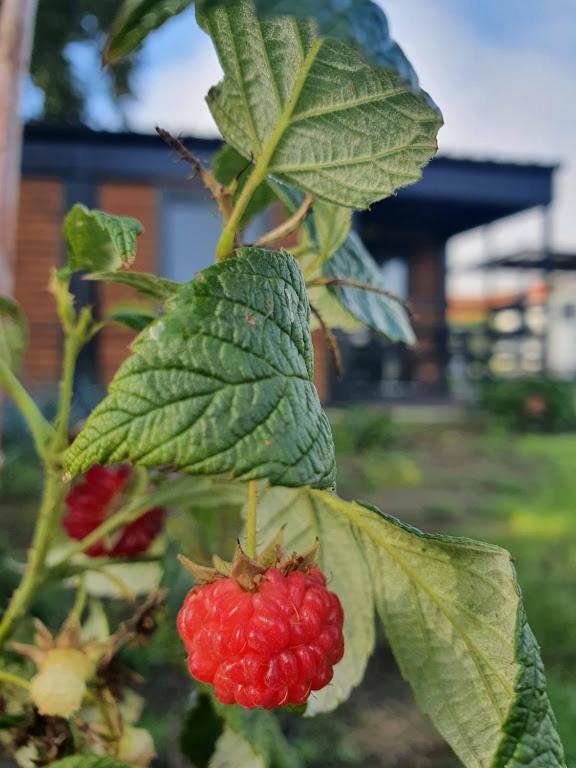 Houten Huisje Tussen Paarden Nieuwerkerken Luaran gambar