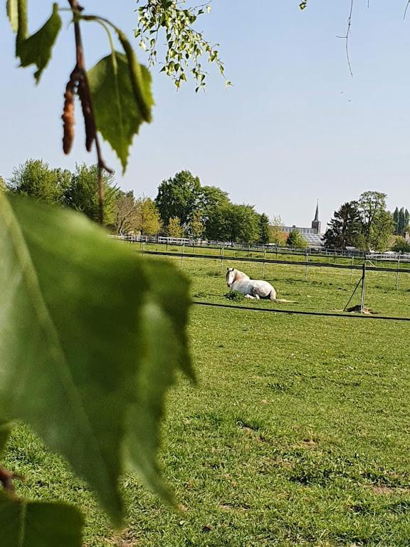 Houten Huisje Tussen Paarden Villa Nieuwerkerken Luaran gambar