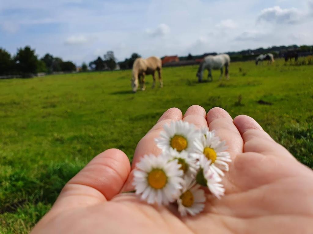 Houten Huisje Tussen Paarden Nieuwerkerken Luaran gambar