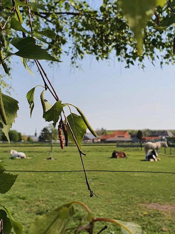 Houten Huisje Tussen Paarden Nieuwerkerken Luaran gambar