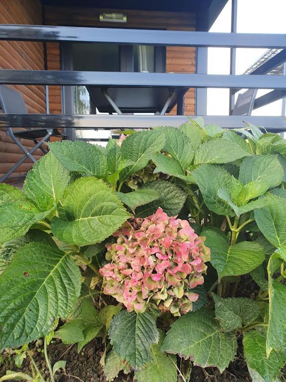 Houten Huisje Tussen Paarden Nieuwerkerken Luaran gambar
