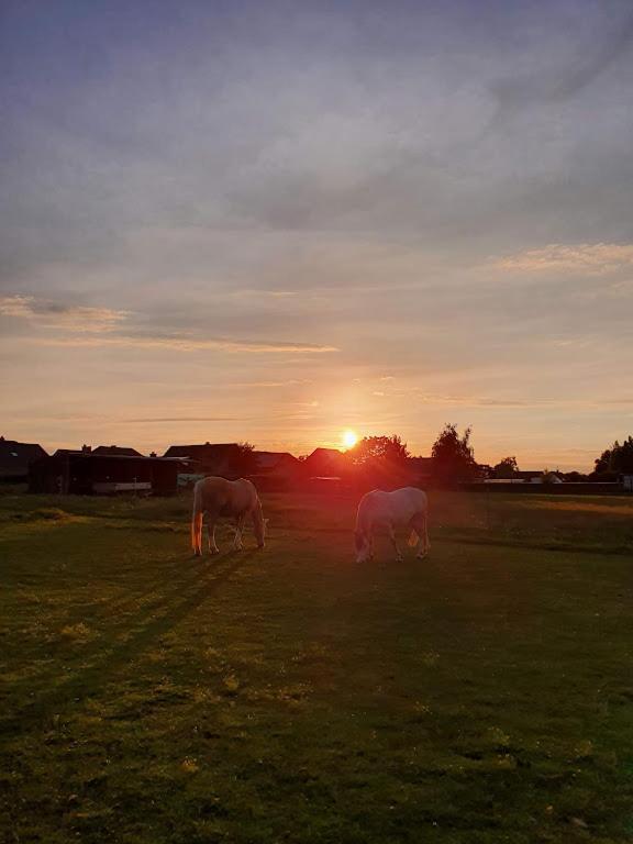 Houten Huisje Tussen Paarden Nieuwerkerken Luaran gambar
