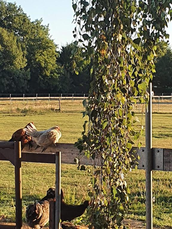 Houten Huisje Tussen Paarden Nieuwerkerken Luaran gambar